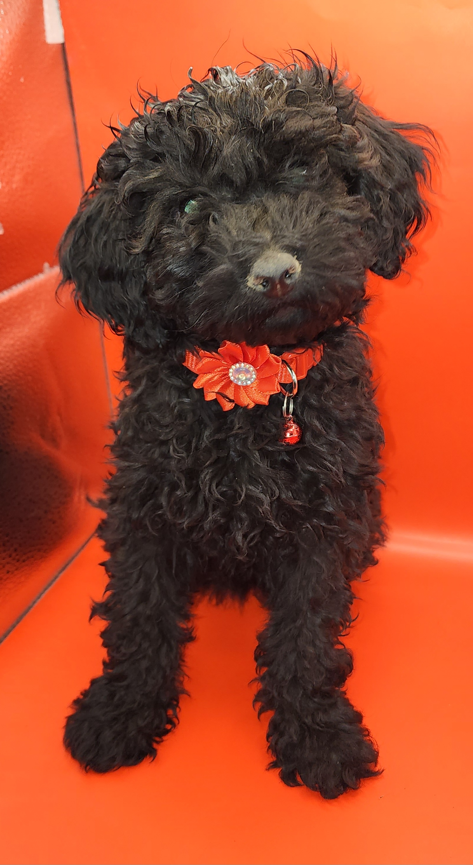 Puppy # 3, Male; Light Red- $300