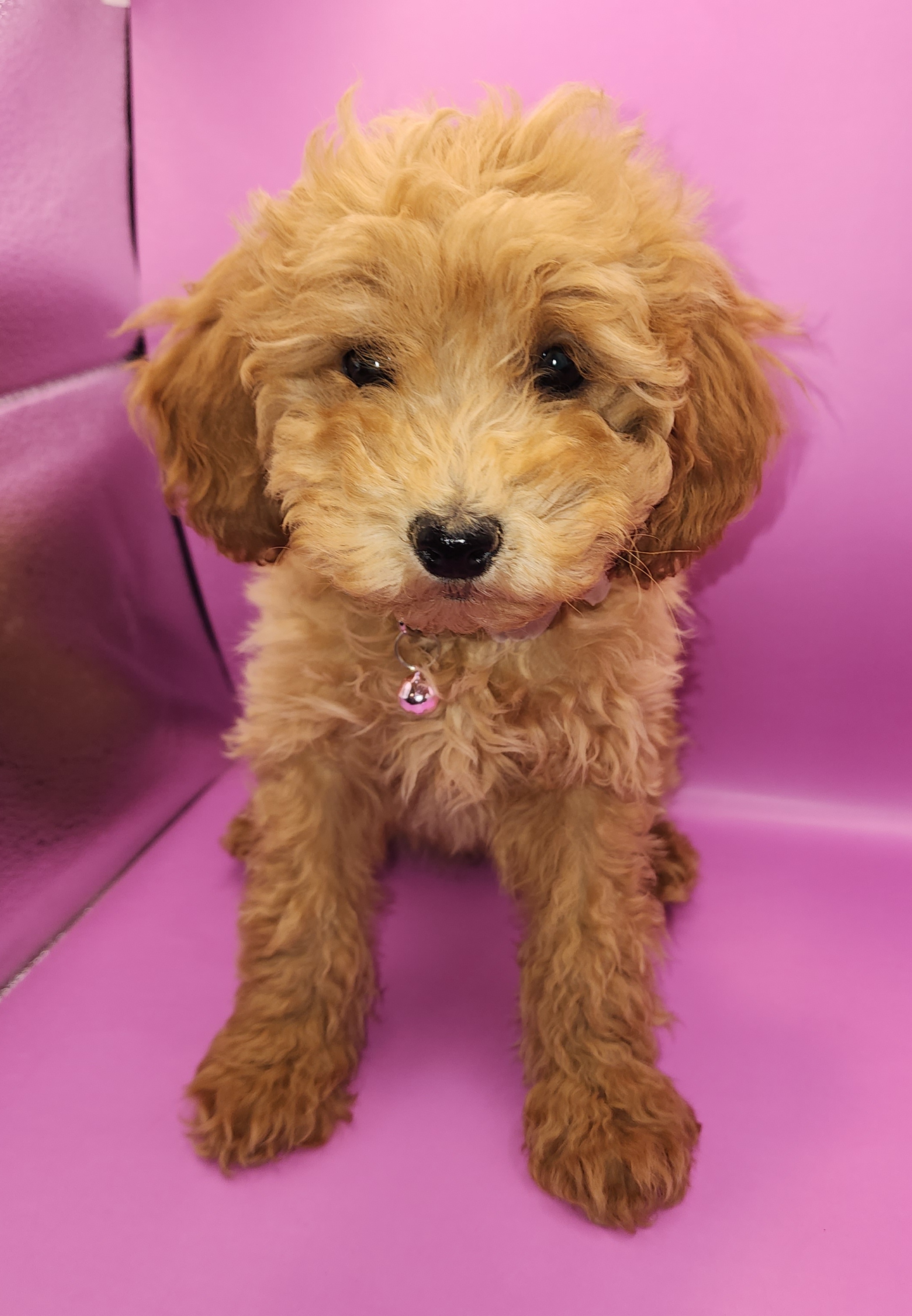Puppy # 1- Female; Red $600- SOLD